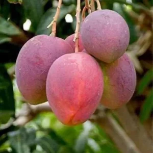 Live Kent Mango Tree Live Plant, Sweet Mango Tree Plant, 9 to 12 Inc Mango Live Plant for Growing Outside