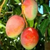 Mango Tree Live Plant, Sweet Mango Tree Plant, 9 to 12 Inc Mango Live Plant for Growing Outside