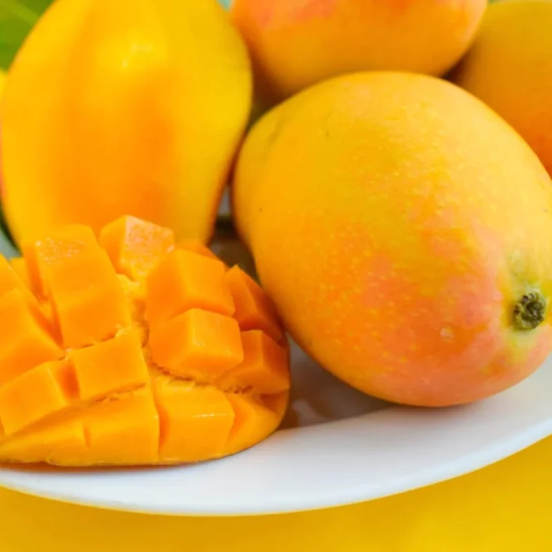 Yellow Sweet Mango Tree Plant, 7 to 10 Inc Mango Tree Live Plant, Live Mango Tree for Planting Outside