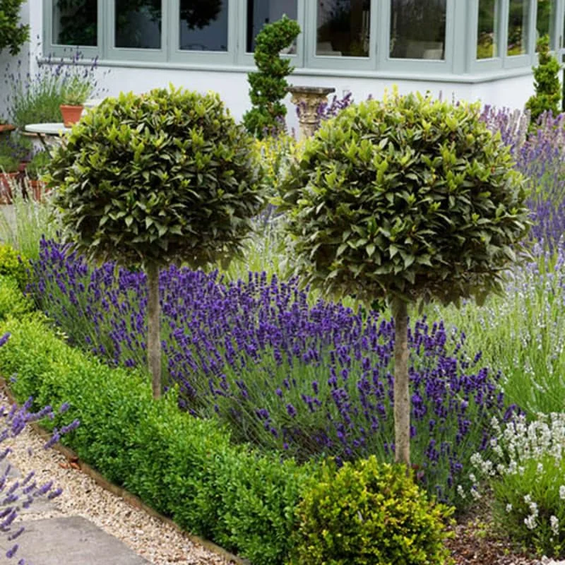 Live Bay Laruel Tree Sweet Bay Laurus Nobilis Plant in 3 Gallon Pot, Bay Leaf Tree, True Laurel for Planting, Size 3 Gallon Pot, No CA, HI, PR, GU, AK