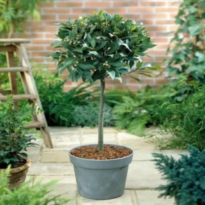 Live Bay Laruel Tree Sweet Bay Laurus Nobilis Plant in 3 Gallon Pot, Bay Leaf Tree, True Laurel for Planting, Size 3 Gallon Pot, No CA, HI, PR, GU, AK