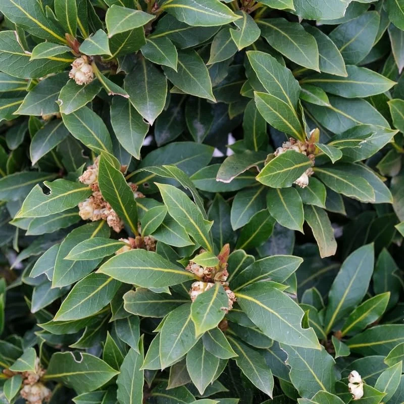 Live Bay Laruel Tree Sweet Bay Laurus Nobilis Plant in 3 Gallon Pot, Bay Leaf Tree, True Laurel for Planting, Size 3 Gallon Pot, No CA, HI, PR, GU, AK