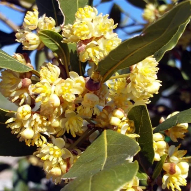 Sweet Bay Laurus Nobilis Plant in 3 Gallon Pot, Bay Laruel Tree Live, Bay Leaf Tree, True Laurel for Planting, Size 3 Gallon Pot, No CA, HI, PR, GU, AK