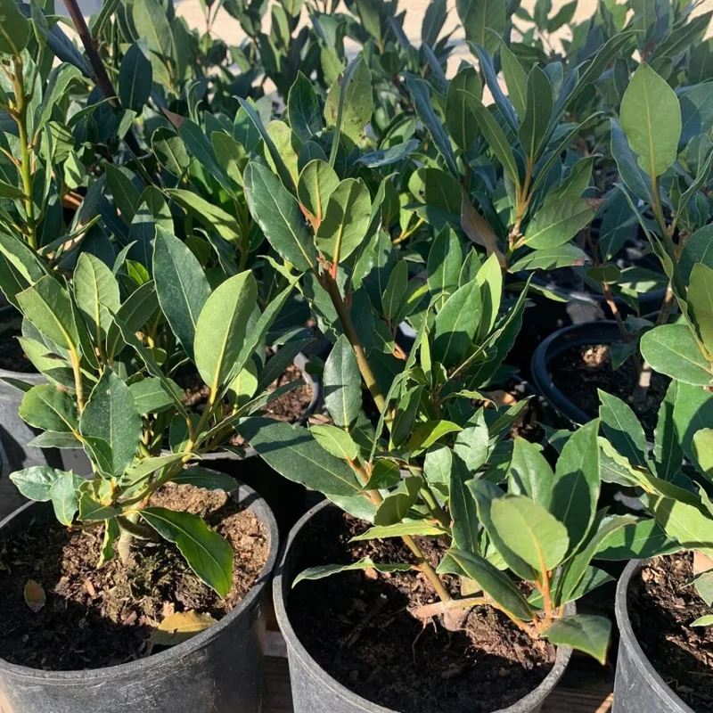 Sweet Bay Laurus Nobilis Plant in 3 Gallon Pot, Bay Laruel Tree Live, Bay Leaf Tree, True Laurel for Planting, Size 3 Gallon Pot, No CA, HI, PR, GU, AK