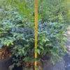 Live Jabuticaba Plant Black Jaboticaba Tree Grafted, 2-3 Feet Tall in Pot, Brazilian Grape Tree for Planting, No CA, HI, PR, GU, AK
