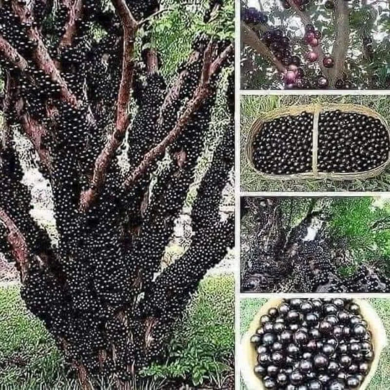 Black Jaboticaba Tree Grafted, Live Jabuticaba Plant in Pot, Brazilian Grape Tree for Planting, 1-3 Feet Tall, No CA, HI, PR, GU, AK