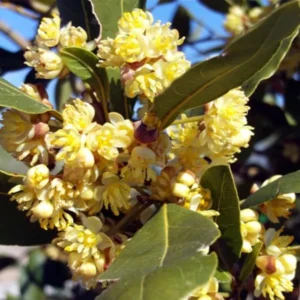 Sweet Bay Laurus Nobilis Plant in 3 Gallon Pot, Bay Laruel Tree Live, Bay Leaf Tree, True Laurel for Planting, Size 3 Gallon Pot, No CA, HI, PR, GU, AK