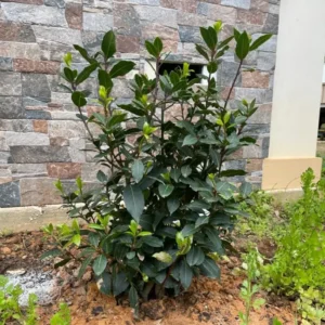 Laurus Nobilis Plant in 3 Gallon Pot, Sweet Bay Laruel Tree, Live Bay Leaf Tree, True Laurel for Planting, Size 3 Gallon Pot, No CA, HI, PR, GU, AK