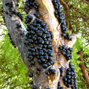 Black Jaboticaba Tree Grafted Plant Live, 1-3 Feet Jabuticaba Plant in Full Pot, Brazilian Grape Tree for Planting, No CA, HI, PR, GU, AK