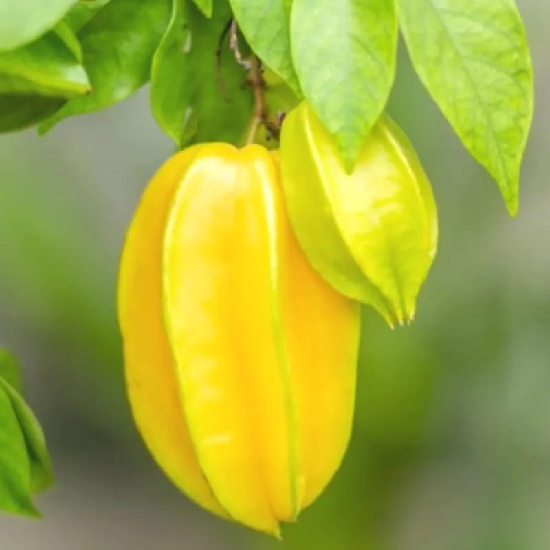 Carambola Starfruit Tree Grafted Live Plant, 2-3 Feet Tall in 3 Gallon Pot, Sweet Star Fruit Tree Plant for Planting, No CA, HI, PR, GU, AK