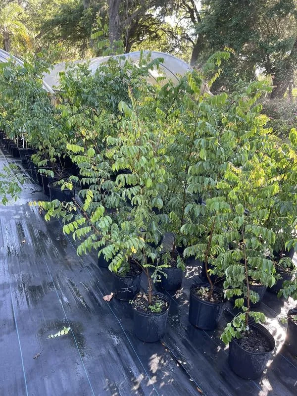 Carambola Starfruit Tree Grafted Live Plant, 2-3 Feet Tall in 3 Gallon Pot, Sweet Star Fruit Tree Plant for Planting, No CA, HI, PR, GU, AK