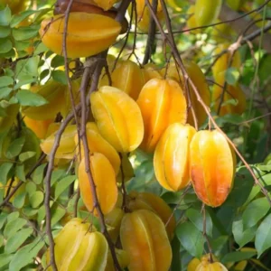 Carambola Starfruit Tree Grafted Live Plant, 2-3 Feet Tall in 3 Gallon Pot, Sweet Star Fruit Tree Plant for Planting, No CA, HI, PR, GU, AK