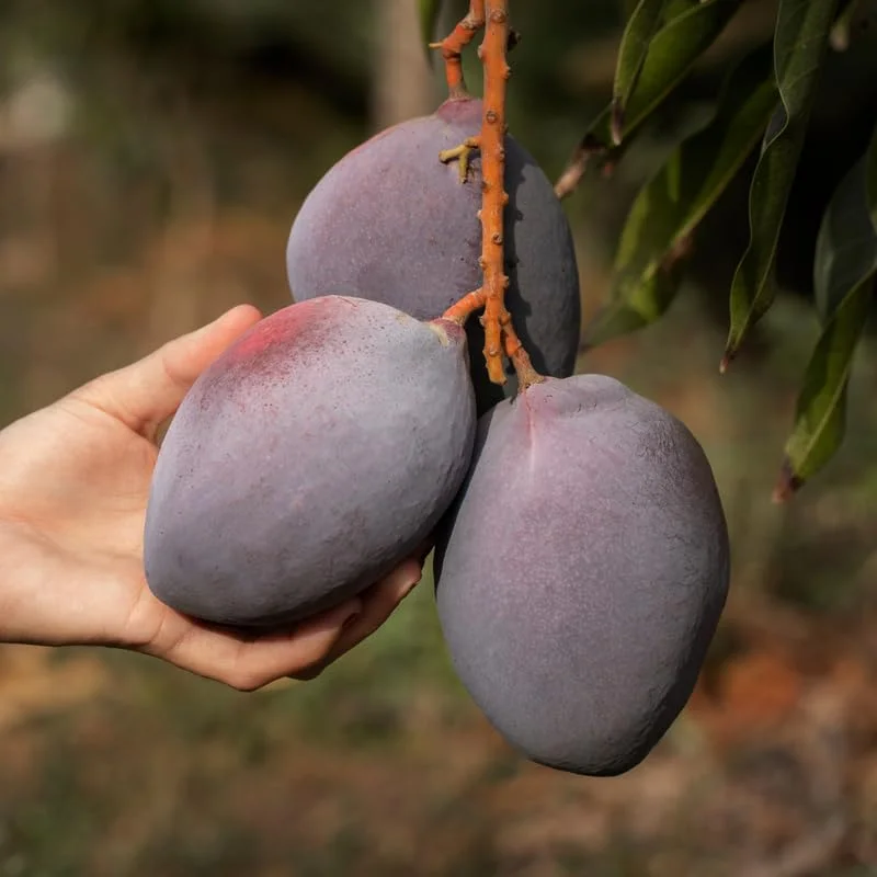 Valencia Pride Mango Tree Live Plant Grafted, 2 to 3 Feet Tall in 3 Gallon Pot, Ready to Bear Fruit in 1 Year, Sweet Mango Tree for Planting, No CA, HI, PR, GU, AK