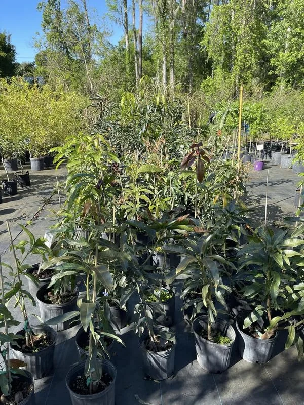 Valencia Pride Mango Tree Live Plant Grafted, 2 to 3 Feet Tall in 3 Gallon Pot, Ready to Bear Fruit in 1 Year, Sweet Mango Tree for Planting, No CA, HI, PR, GU, AK