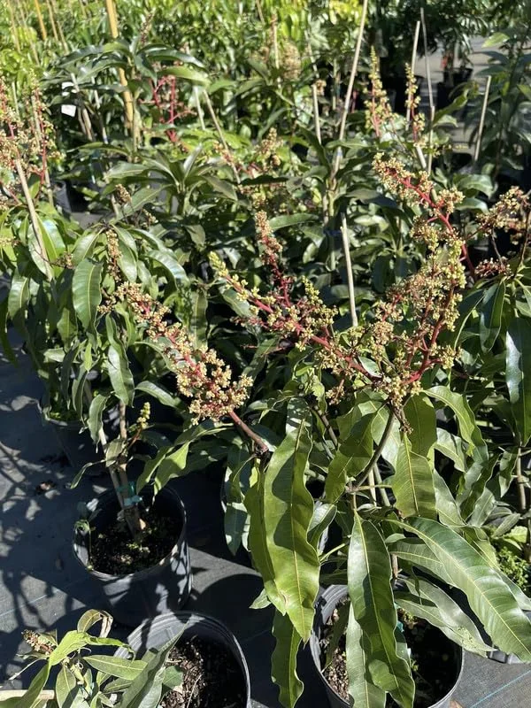 Grafted Mango Tree Plant, Live Valencia Pride Mango Tree Well Rooted, 2-3 Feet in 3 Gallon Pot, Sweet Mango Tree for Planting, No CA, HI, PR, GU, AK