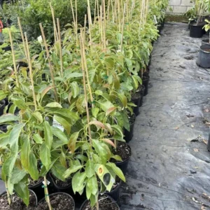 Big Keo Mango Tree Live Plant Grafted, 2 to 3 Feet Tall in 3 Gallon Pot, Ready to Bear Fruit in 1 Year, Large Sweet Mango Tree for Planting, No CA, HI, PR, GU, AK