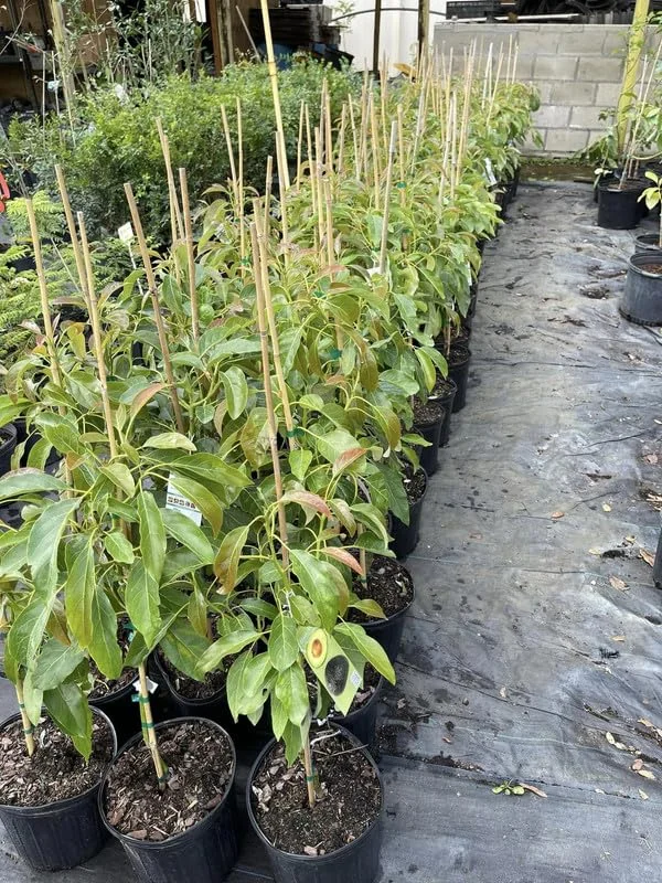 Big Keo Mango Tree Live Plant Grafted, 2 to 3 Feet Tall in 3 Gallon Pot, Ready to Bear Fruit in 1 Year, Large Sweet Mango Tree for Planting, No CA, HI, PR, GU, AK