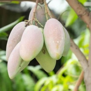 Big Keo Mango Tree Live Plant Grafted, 2 to 3 Feet Tall in 3 Gallon Pot, Ready to Bear Fruit in 1 Year, Large Sweet Mango Tree for Planting, No CA, HI, PR, GU, AK