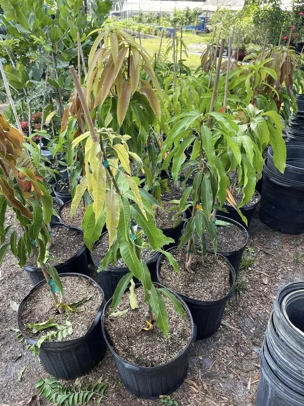 Big Sweet Mango Tree Live Plant Grafted, 2 to 3 Feet Tall in 3 Gallon Pot, Ready to Bear Fruit in 1 Year, Large Sweet Mango Tree for Planting, No CA, HI, PR, GU, AK