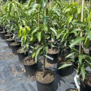 Big Thai Mango Tree Live Plant Grafted, 2 to 3 Feet Tall in 3 Gallon Pot, Ready to Bear Fruit in 1 Year, Large Sweet Mango Tree for Planting, No CA, HI, PR, GU, AK