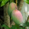 Big Sweet Mango Tree Live Plant Grafted, 2 to 3 Feet Tall in 3 Gallon Pot, Ready to Bear Fruit in 1 Year, Large Sweet Mango Tree for Planting, No CA, HI, PR, GU, AK