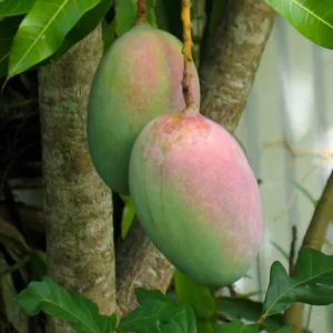 Big Sweet Mango Tree Live Plant Grafted, 2 to 3 Feet Tall in 3 Gallon Pot, Ready to Bear Fruit in 1 Year, Large Sweet Mango Tree for Planting, No CA, HI, PR, GU, AK