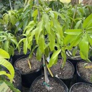 Big Valencia Pride Mango Tree Live Plant Grafted, 2 to 3 Feet Tall in 3 Gallon Pot, Ready to Bear Fruit in 1 Year, Large Sweet Mango Tree for Planting, No CA, HI, PR, GU, AK