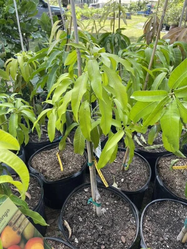 Big Valencia Pride Mango Tree Live Plant Grafted, 2 to 3 Feet Tall in 3 Gallon Pot, Ready to Bear Fruit in 1 Year, Large Sweet Mango Tree for Planting, No CA, HI, PR, GU, AK