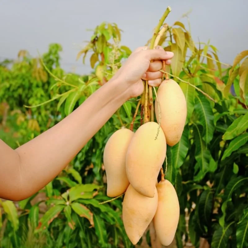 Keo Mango Tree Live Plant Grafted, 2 to 3 Feet Tall in 3 Gallon Pot, Ready to Bear Fruit in 1 Year, Sweet Mango Tree for Planting, No CA, HI, PR, GU, AK