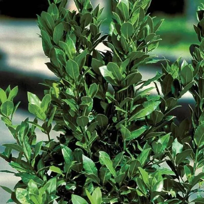 Bay Leaf Tree for Growing Laurus Nobilis Bay Leaf Trees Indoors And Outdoors from 4 Inc In Tall