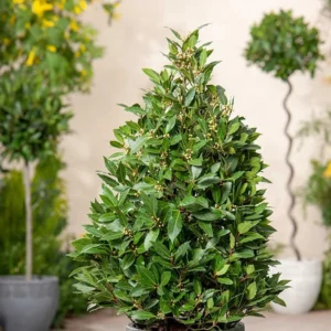 Bay Leaf Tree for Growing Laurus Nobilis Bay Leaf Trees Indoors And Outdoors from 4 Inc In Tall
