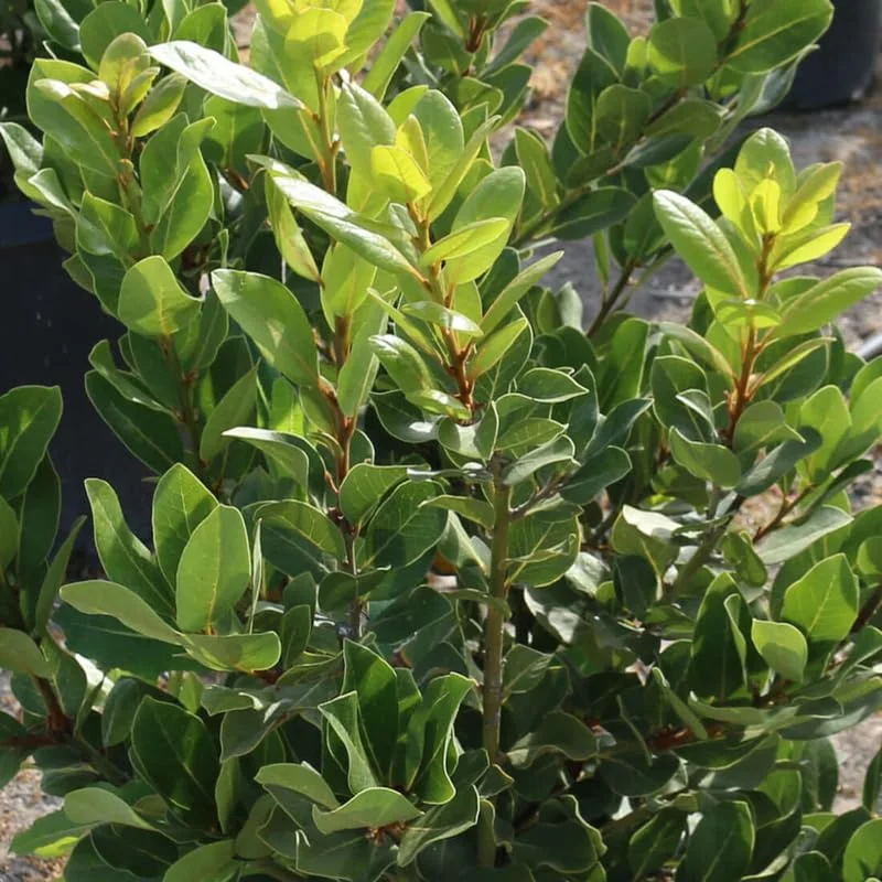 Bay Leaf Plant, Sweet Laurel Bay Leaf Tree, Bay Leaf Tree, Laurus Nobilis Live Plant from 4 Inc In Tall