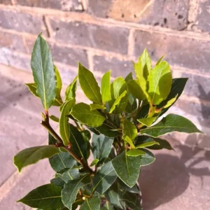 Bay Leaf Plant, Sweet Laurel Bay Leaf Tree, Bay Leaf Tree, Laurus Nobilis Live Plant from 4 Inc In Tall