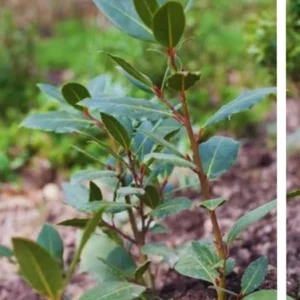 Laurus Nobilis Live Plants, Bay Leaf Plants, Set 3 Sweet Laurel Bay Leaf Trees, Sweet Bay Laurel Live Plants from 4 to 9 Inc In Tall