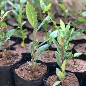 Laurus Nobilis Live Plants, Bay Leaf Plants, Set 3 Sweet Laurel Bay Leaf Trees, Sweet Bay Laurel Live Plants from 4 to 9 Inc In Tall