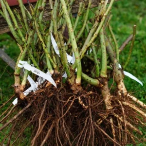 Celestial Nights Purple Climbing Rose Live Starter Plant, Fragrant Celestial Nights Purple Rose Ready to Plant, Climbing Rose for Planting Outdoor, No Pot, 1 Year Old Rose Plant