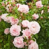 New Dawn Pink Climbing Rose Live Starter Plant, Fragrant Pink Rose Ready to Plant, Climbing Rose for Planting Outdoor, No Pot, 1 Year Old Rose Plant