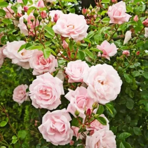 New Dawn Pink Climbing Rose Live Starter Plant, Fragrant Pink Rose Ready to Plant, Climbing Rose for Planting Outdoor, No Pot, 1 Year Old Rose Plant