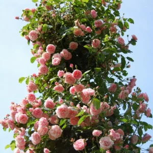 New Dawn Pink Rose Climbing Live Starter Plant, Fragrant Pink Climbing Rose for Planting Outdoor, No Pot, 1 Year Old Rose Plant, Well-Rooted Rose Plants Live Ready to Plant