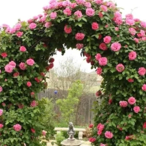 New Dawn Pink Rose Climbing Live Starter Plant, Fragrant Pink Climbing Rose for Planting Outdoor, No Pot, 1 Year Old Rose Plant, Well-Rooted Rose Plants Live Ready to Plant