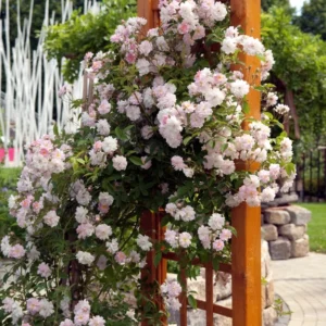 New Dawn Pink Rose Climbing Live Starter Plant, Fragrant Pink Climbing Rose for Planting Outdoor, No Pot, 1 Year Old Rose Plant, Well-Rooted Rose Plants Live Ready to Plant