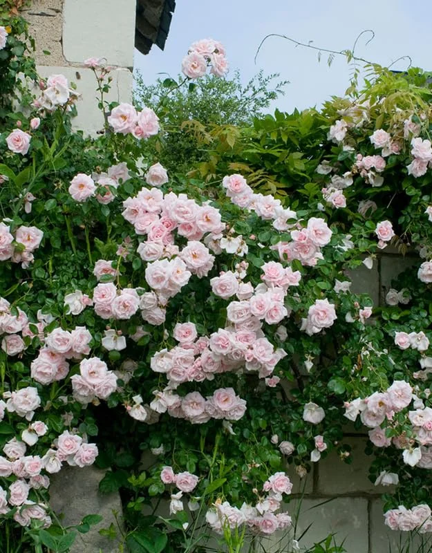New Dawn Pink Rose Climbing Live Starter Plant, Fragrant Pink Climbing Rose for Planting Outdoor, No Pot, 1 Year Old Rose Plant, Well-Rooted Rose Plants Live Ready to Plant
