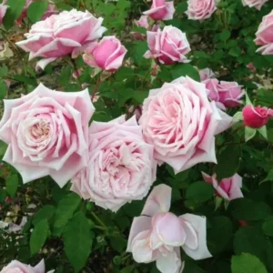 New Dawn Pink Rose Climbing Live Starter Plant, Fragrant Pink Climbing Rose for Planting Outdoor, No Pot, 1 Year Old Rose Plant, Well-Rooted Rose Plants Live Ready to Plant