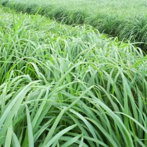 Set 10" Tall, 2 Lemon Grass Live Plants in 4" Pot, Lemongrass Plants for Outside, Lemongrass Plants Live, Lemon Grass Plants Potted, Lemongrass for Planting, Indoor Outdoor Herb