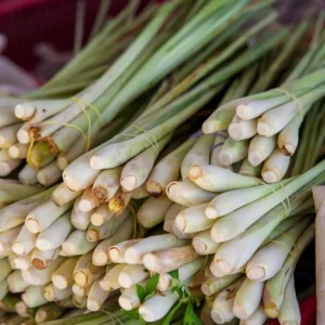 Pack 10 Big Lemon Grass Live Plants, Lemongrass Plants for Outside, Lemongrass Plants Live, Lemon Grass Plants, Lemon Grass Plants, Lemongrass for Planting, Indoor Outdoor Herb Rooted Stalks