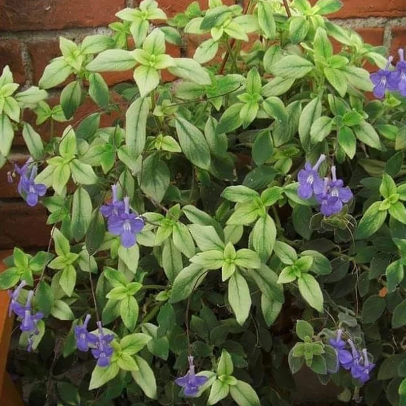 Live Streptocarpella Concord Blue for Trailing, Cape Primrose Plant African Violet Plants for Planting in 2.5" Pot