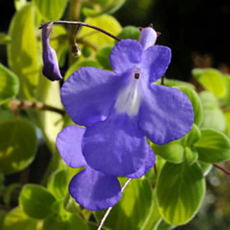 Live Streptocarpella Concord Blue Trailing Vine Plants, Cape Primrose Plant African Violet Plants for Planting in 2.5 Inc Pot