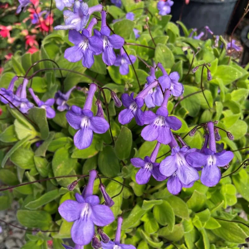 Live Streptocarpella Concord Blue Trailing Vine Plants, Cape Primrose Plant African Violet Plants for Planting in 2.5 Inc Pot