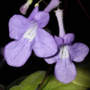 Live Streptocarpella Concord Blue Trailing, Blue Flower Cape Primrose Plant African Violet Plants for Planting in 4 Inc Pot