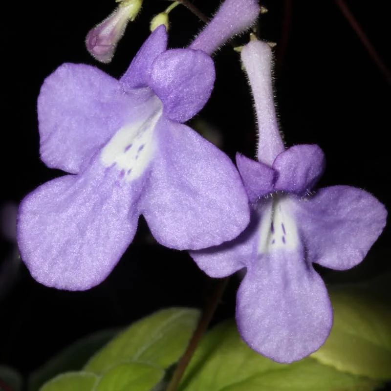 Live Streptocarpella Concord Blue Trailing, Blue Flower Cape Primrose Plant African Violet Plants for Planting in 4 Inc Pot